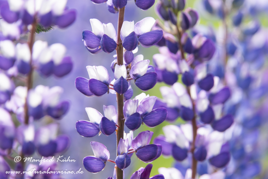 Lupine (Vielblättrige)_0038