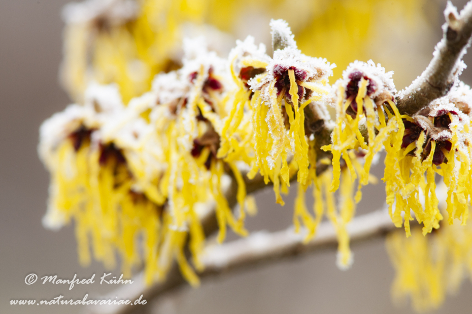 Zaubernuss (Frühlings-)_0007