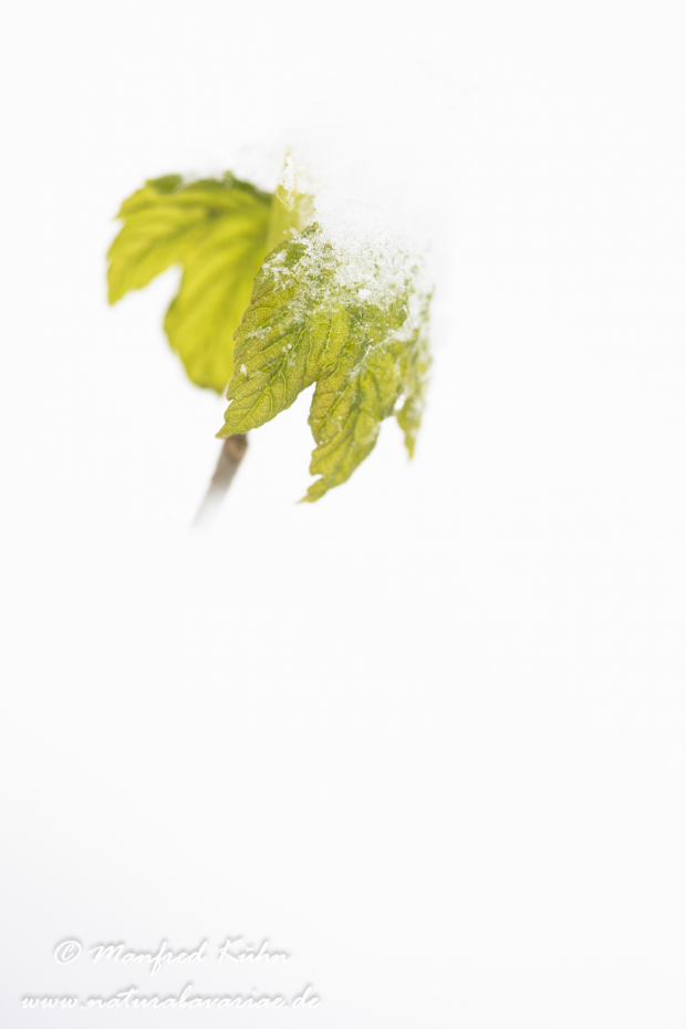 Ahorn (Spitz-)_0006