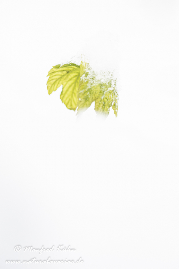Ahorn (Spitz-)_0010