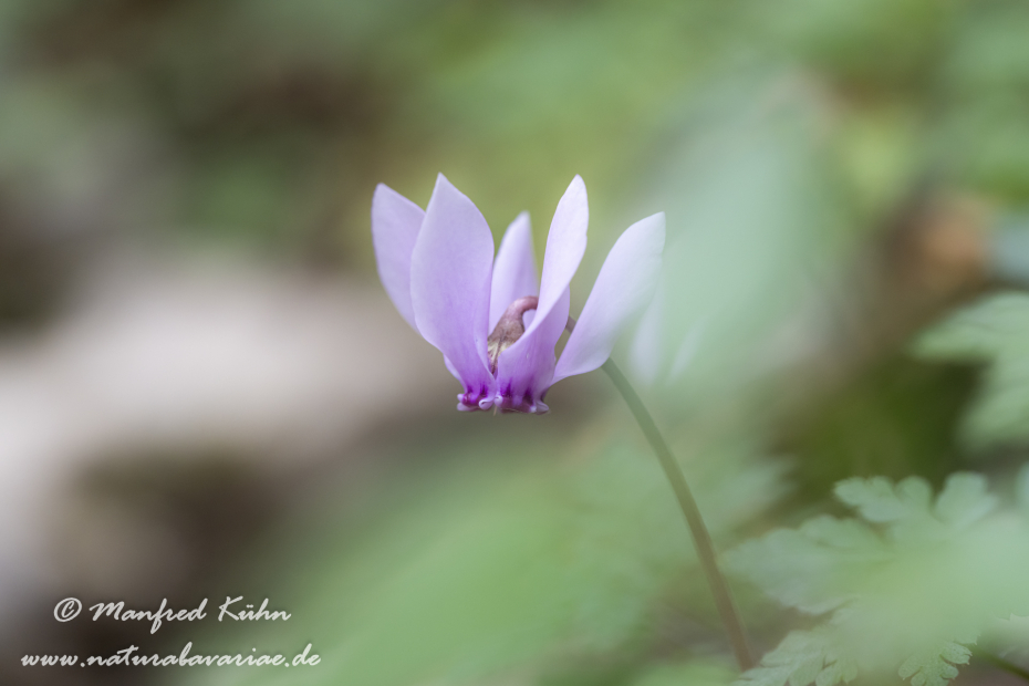 Alpenveilchen (Efeublättriges)_0036