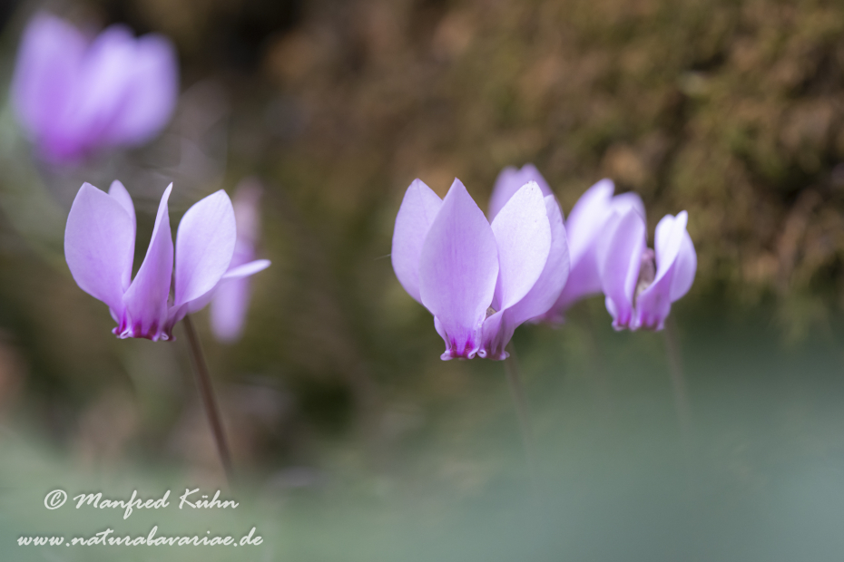 Alpenveilchen (Efeublättriges)_0039