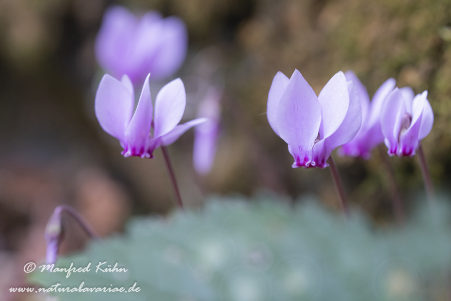 Alpenveilchen (Efeublättriges)_0042