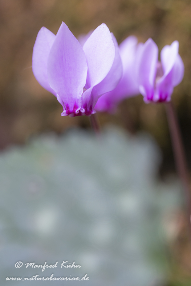 Alpenveilchen (Efeublättriges)_0043