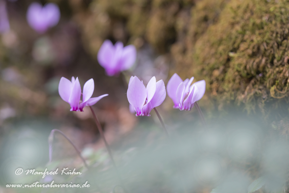 Alpenveilchen (Efeublättriges)_0045