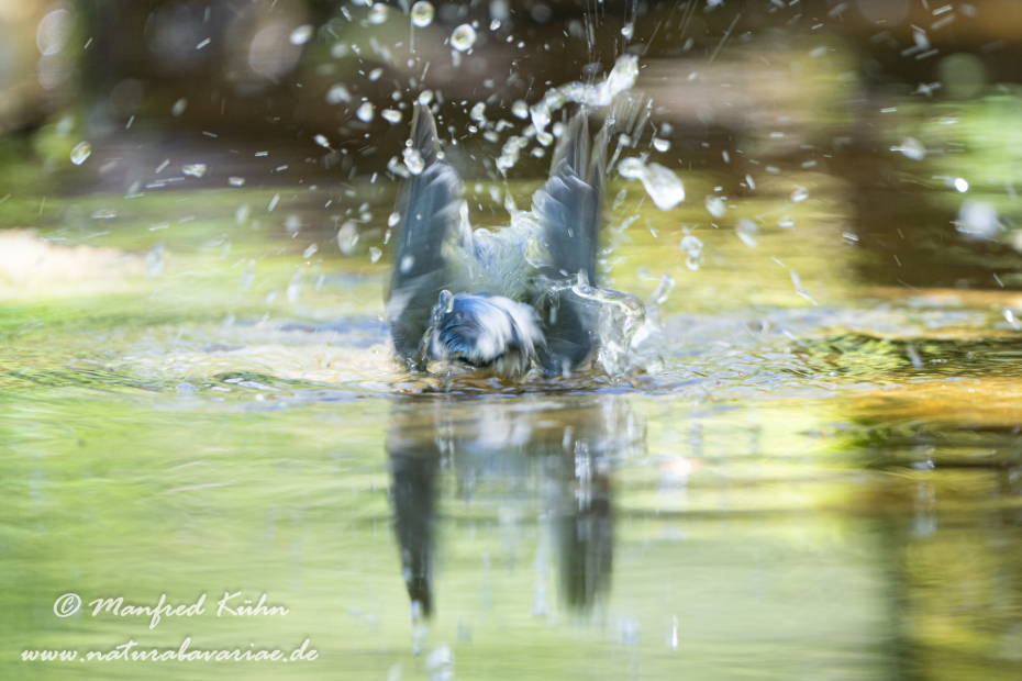 Blaumeise ()_0123