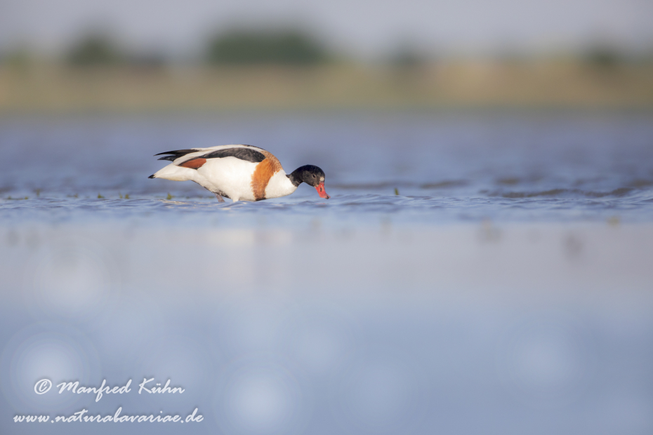 Brandgans ()_0058