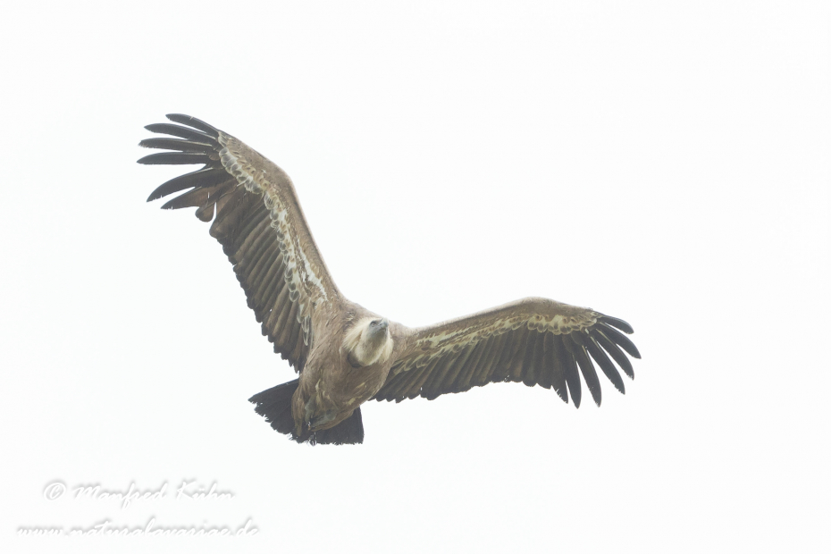 Gänsegeier ()_0038