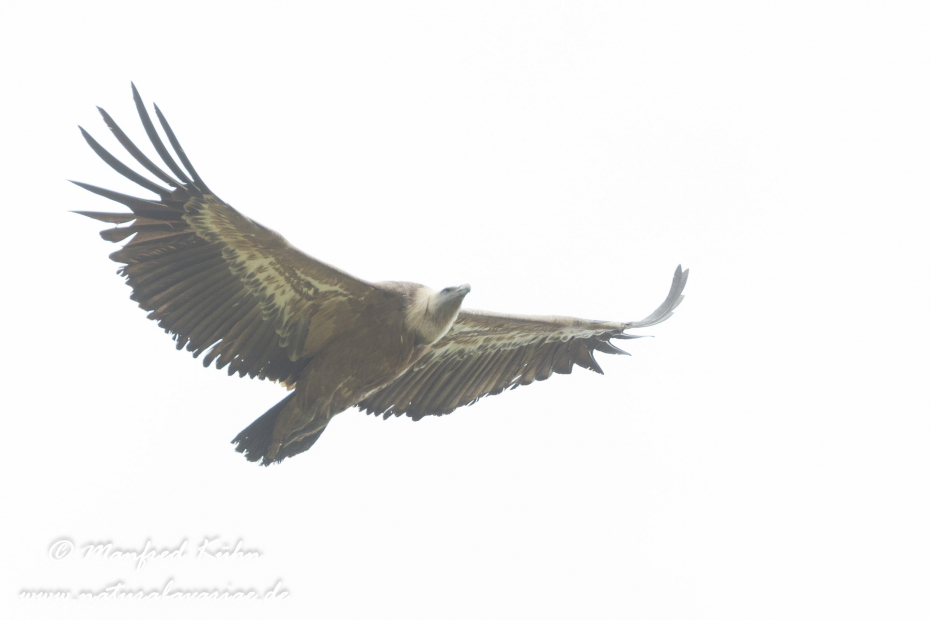 Gänsegeier ()_0039