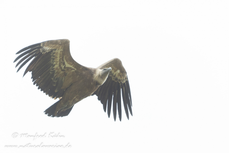 Gänsegeier ()_0043
