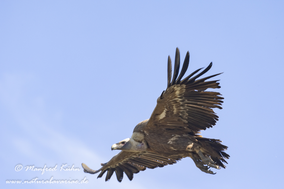Gänsegeier ()_0076