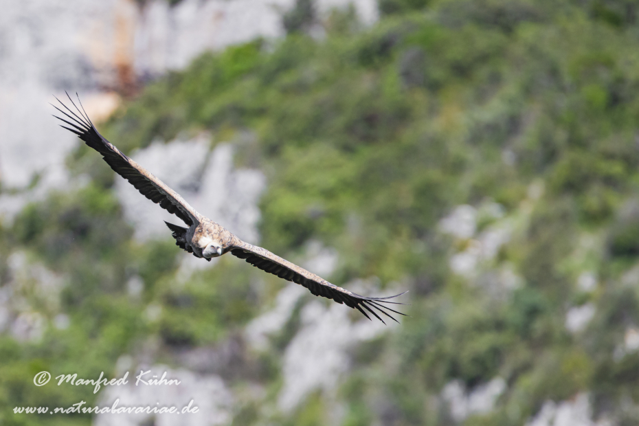 Gänsegeier ()_0080