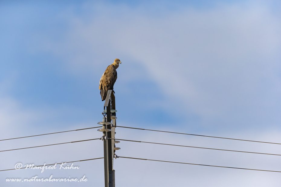 Gänsegeier ()_0120