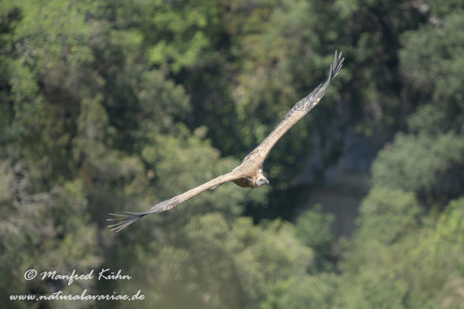 Gänsegeier ()_0126