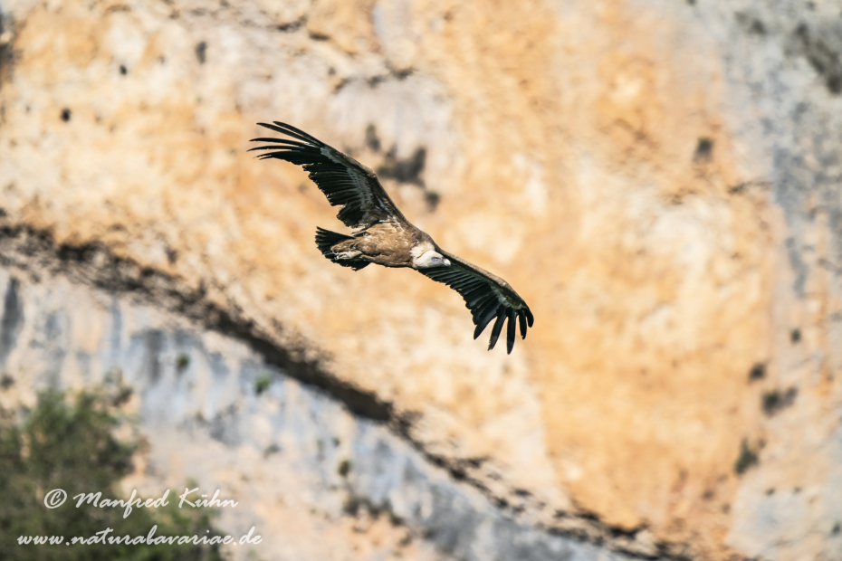 Gänsegeier ()_0140