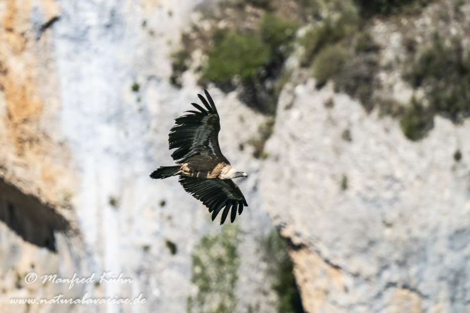 Gänsegeier ()_0142