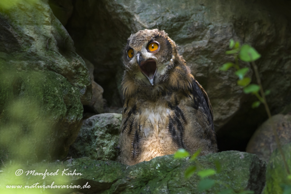 Uhu ()_0013