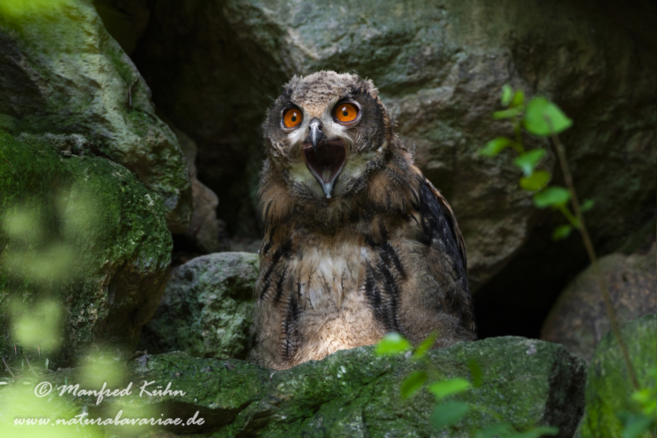 Uhu ()_0015