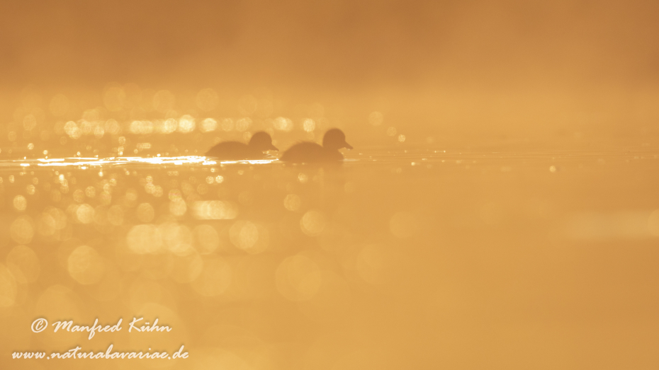 Reiherente ()_0019