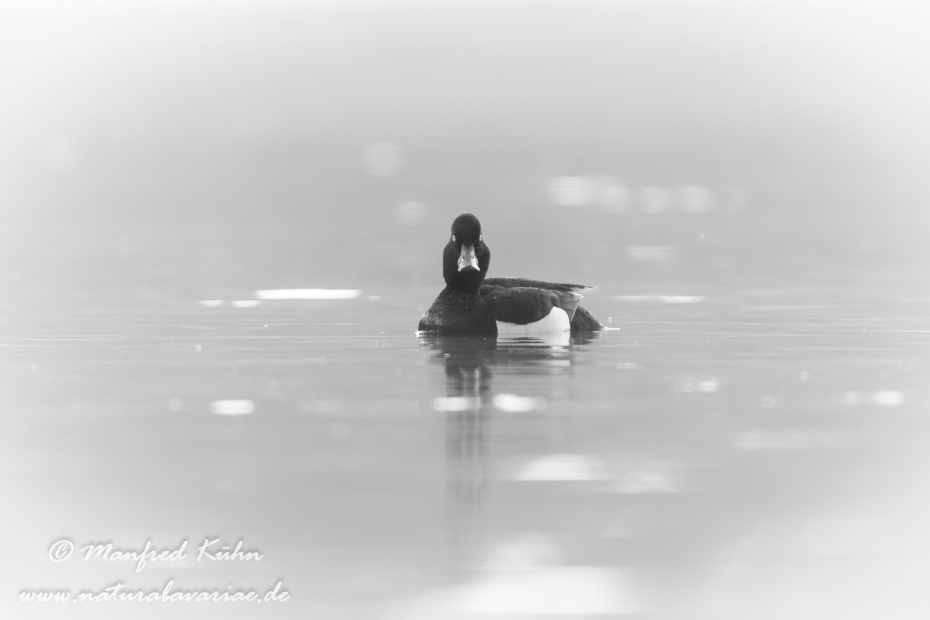 Reiherente ()_0039