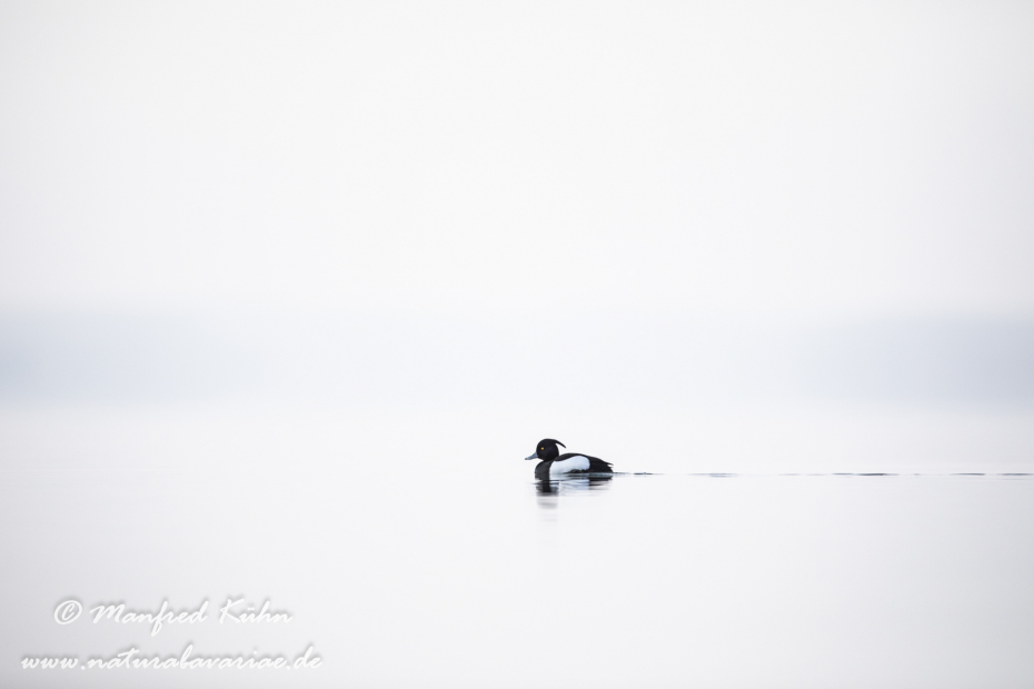 Reiherente ()_0121