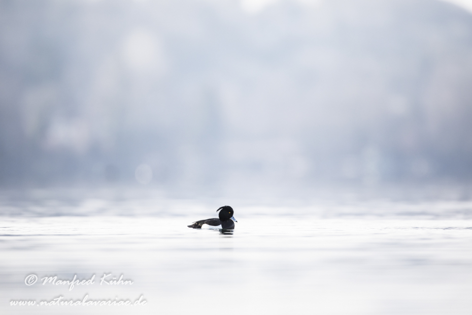 Reiherente ()_0125