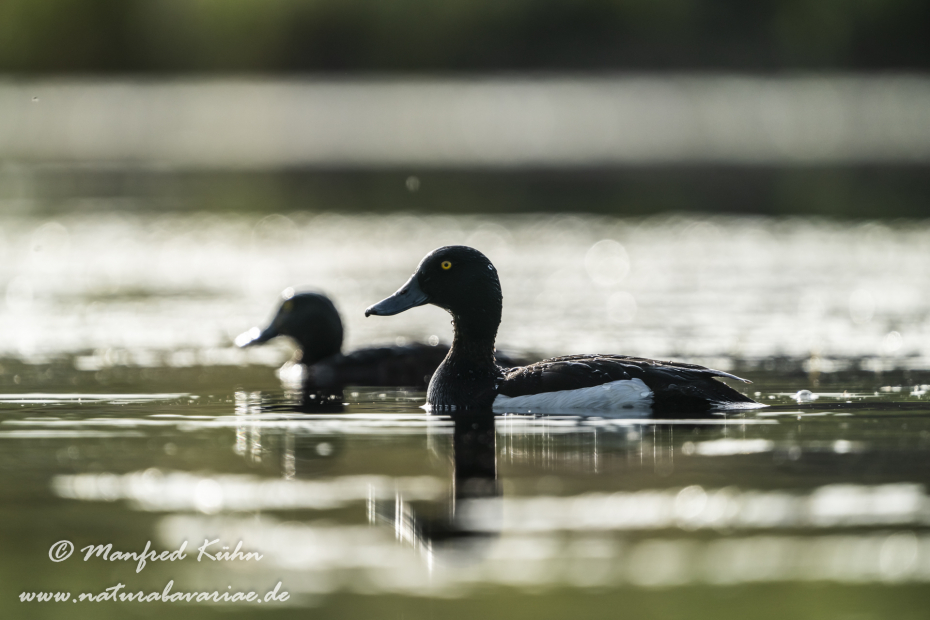 Reiherente ()_0157