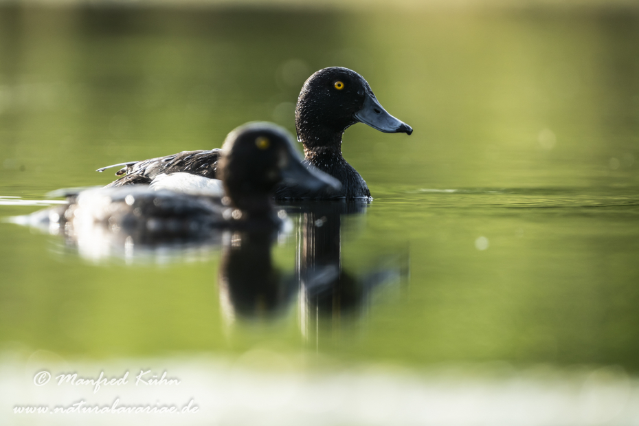Reiherente ()_0164