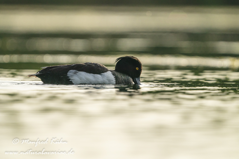 Reiherente ()_0244