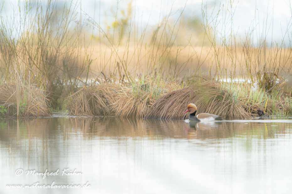 Kolbenente ()_0118