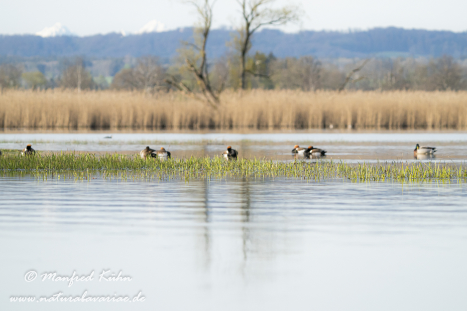 Kolbenente ()_0134