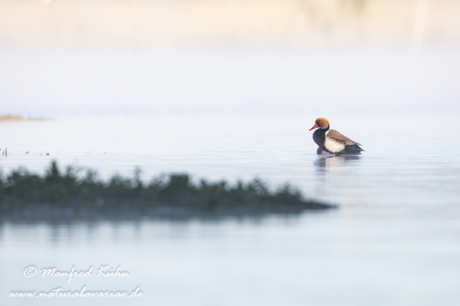 Kolbenente ()_0137
