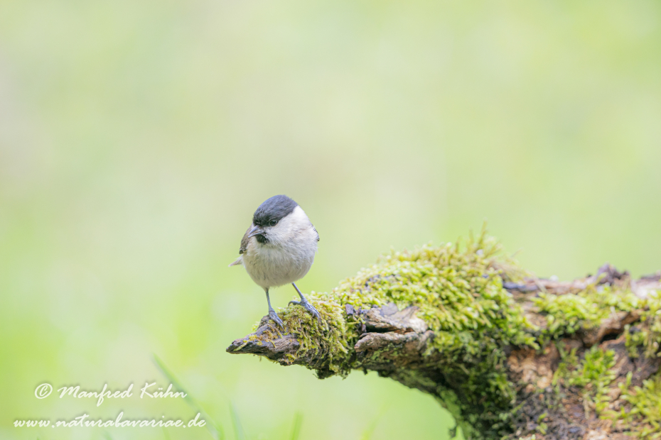 Sumpfmeise ()_0089