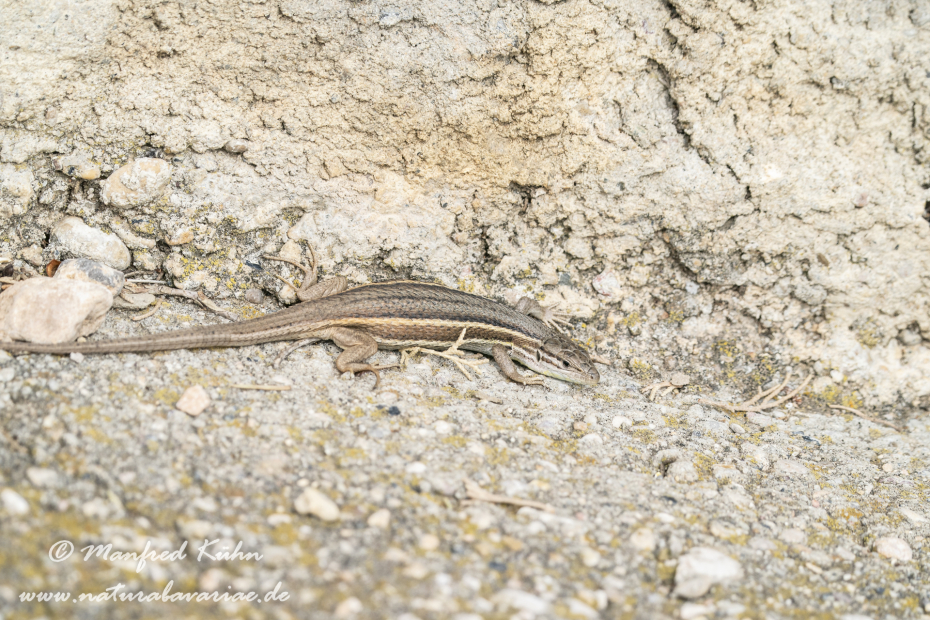 Sandläufer (Algerischer)_0001