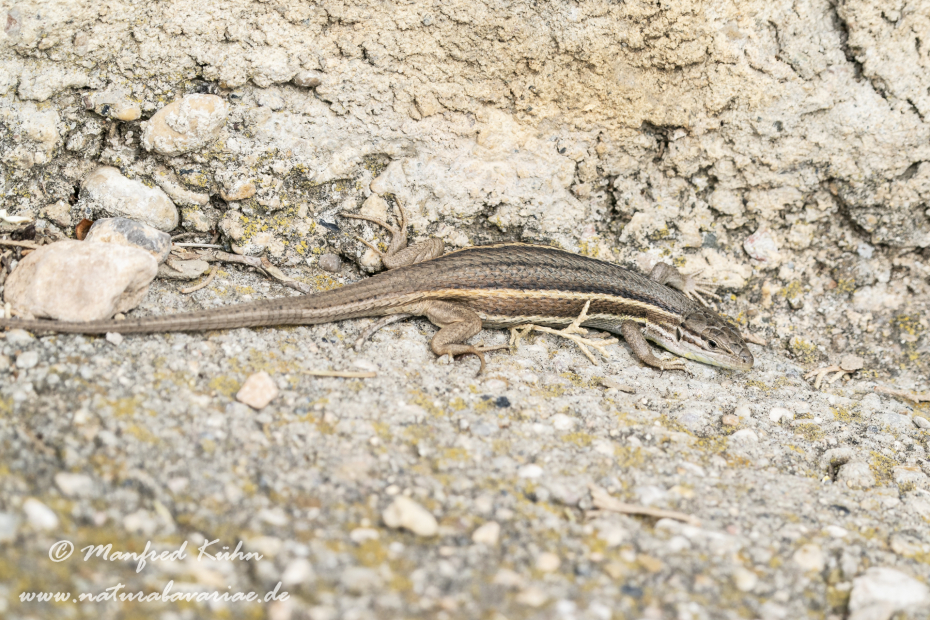 Sandläufer (Algerischer)_0003