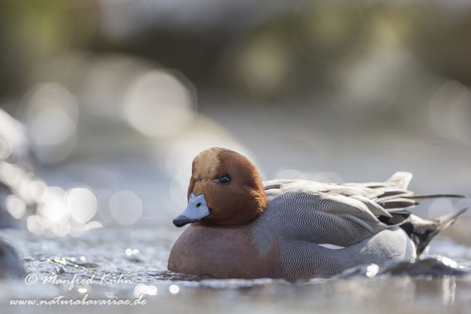 Pfeiffente ()_0086