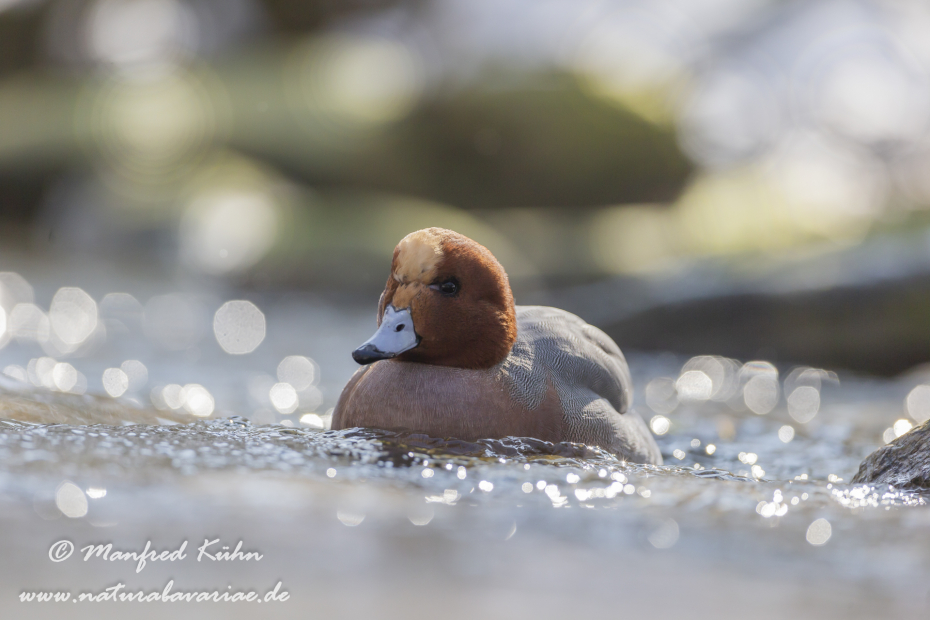 Pfeiffente ()_0087