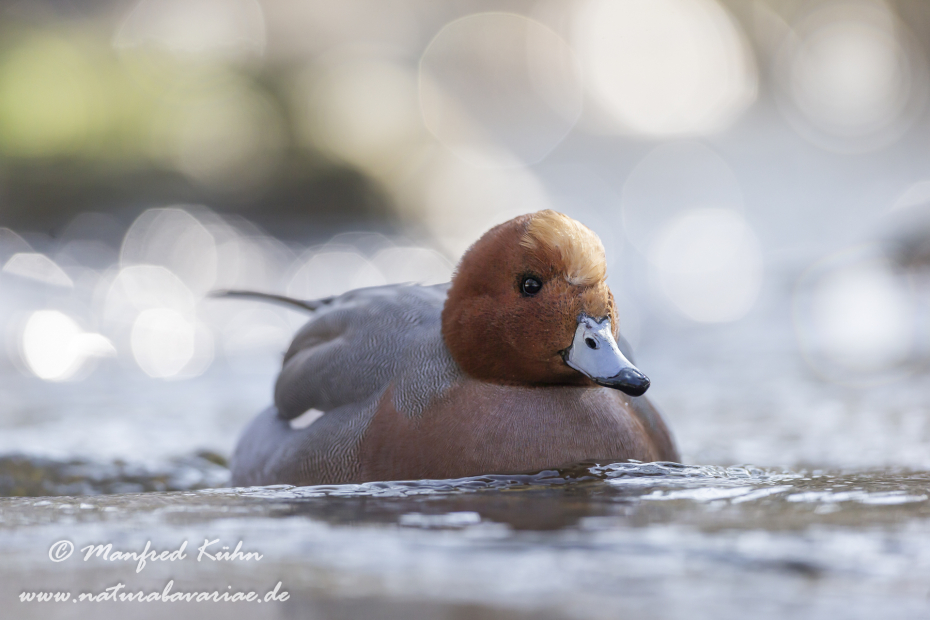 Pfeiffente ()_0089