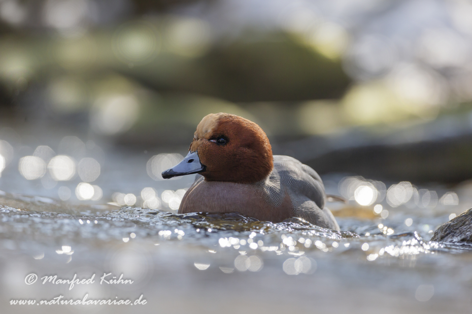 Pfeiffente ()_0091