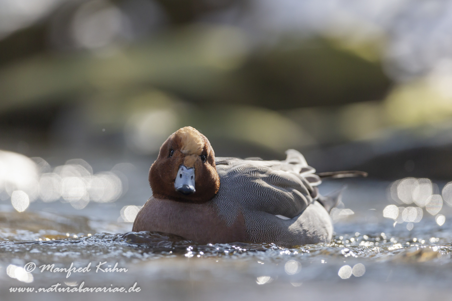 Pfeiffente ()_0093