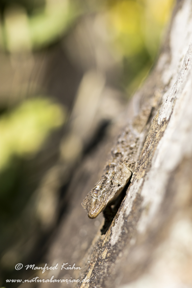 Mauergecko ()_0021