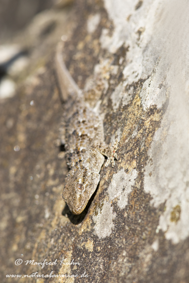Mauergecko ()_0026