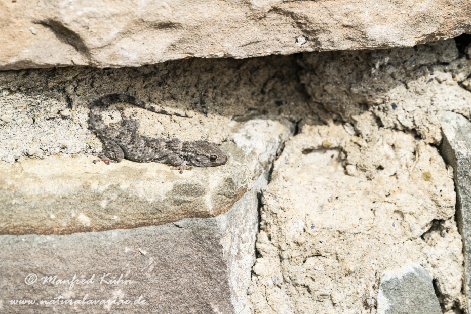 Mauergecko ()_0031