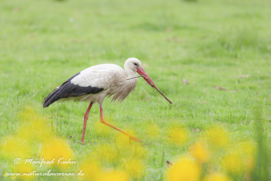 Weissstorch ()_0019
