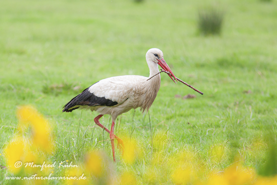 Weissstorch ()_0021