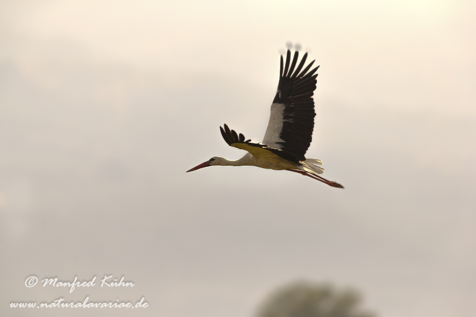 Weissstorch ()_0047
