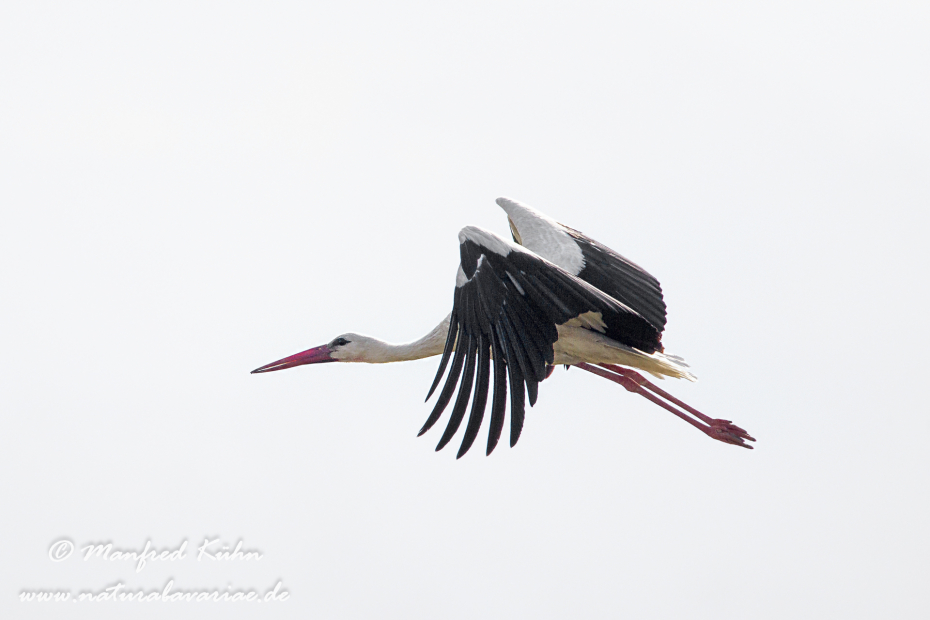 Weissstorch ()_0049