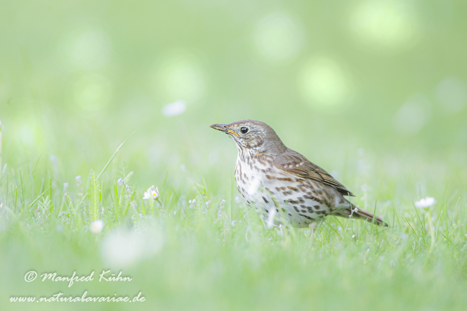 Singdrossel ()_0055