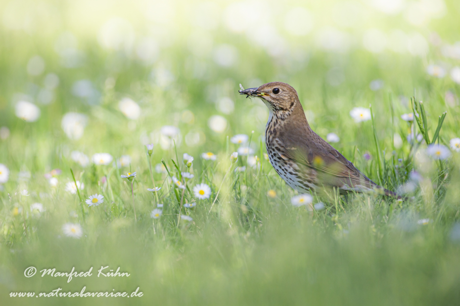 Singdrossel ()_0069