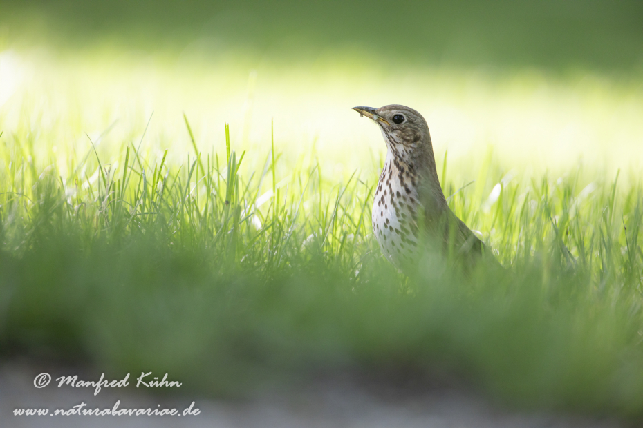 Singdrossel ()_0072